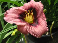 sil. tee tiny_1067x800.JPG
