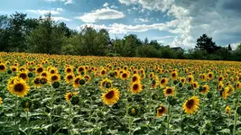 564324d1499783068-einfach-mal-zeigen-img_20170704_172424453_hdr.webp