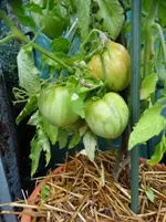 DSC00919.webp