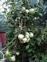 DSC00930.webp