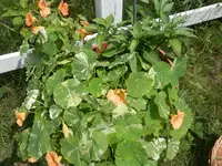 P7100463.webp