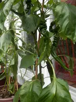 P7100480.webp