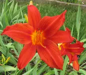 IMG_7617A.webp