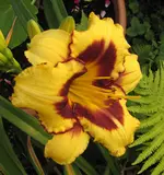 IMG_7622A.jpg
