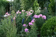Juli2317.webp