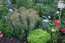 Juli2617.webp