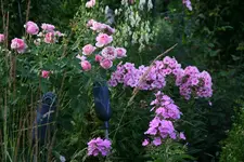 Phlox3717.webp