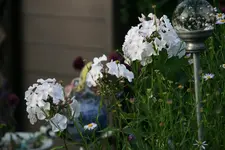 Phlox3917.webp