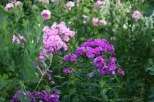 Phlox4417.webp