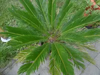 P1010315palmenfarn.webp
