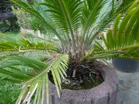 P1010314palmenfarn.webp