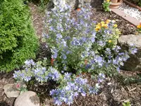 P1010313blauemalve.webp