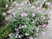 malvenstrauch.webp