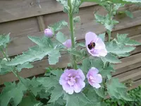 P1010306malve3.webp