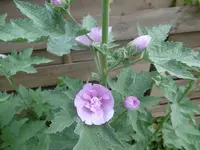 P1010298malve3.webp