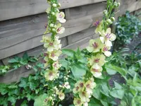 P1010300.webp