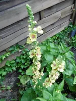 P1010299.webp