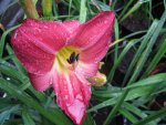 here lies butch_1067x800.JPG