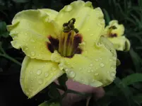 sil. doodlebug_1067x800.JPG