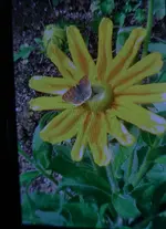 P1010075.webp