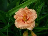 DSCI0437.webp