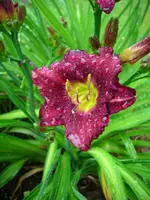 DSCI0443.webp