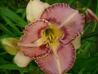 k-DSCI0428.webp