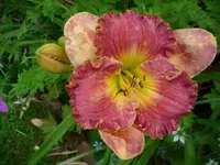 k-DSCI0430.webp
