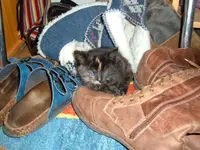 katzen 003.webp