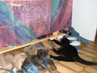katzen 040.webp