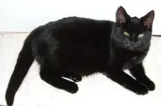 katzen 005 Korrektur.webp