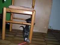 katzen 031.webp
