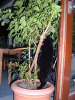 katzen 061.webp