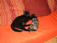 baghira und paula 001.webp
