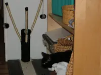 katzen 004.webp