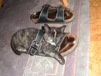 katzen 007.webp