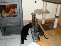 katzen 017.webp