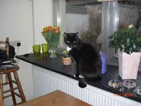 Test 056_1.webp