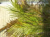 IMG_2093kl.webp