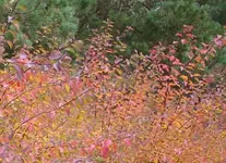 DSC009583JPG.webp