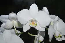 IMG01025_1.webp