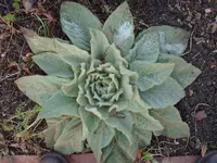 HPIM1299.webp