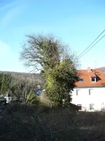 Birne4.webp