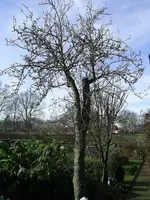 SA401433.webp
