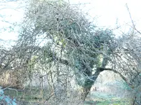 Apfel1.webp
