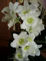 09.02.2008 A1 (38).webp