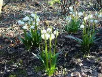 10.februar 006.webp