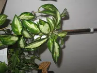 IMG_3205.webp