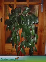 hoya-carnosa1.webp