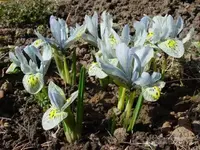 Iris_Katarina_Hodgkin.webp